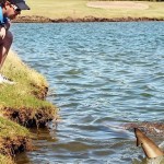 golf-course-sharks