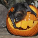 Halloween Treats