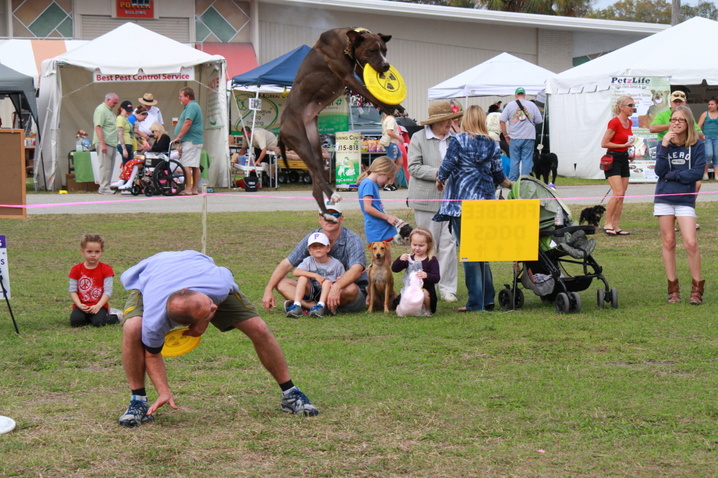 celebration of pets