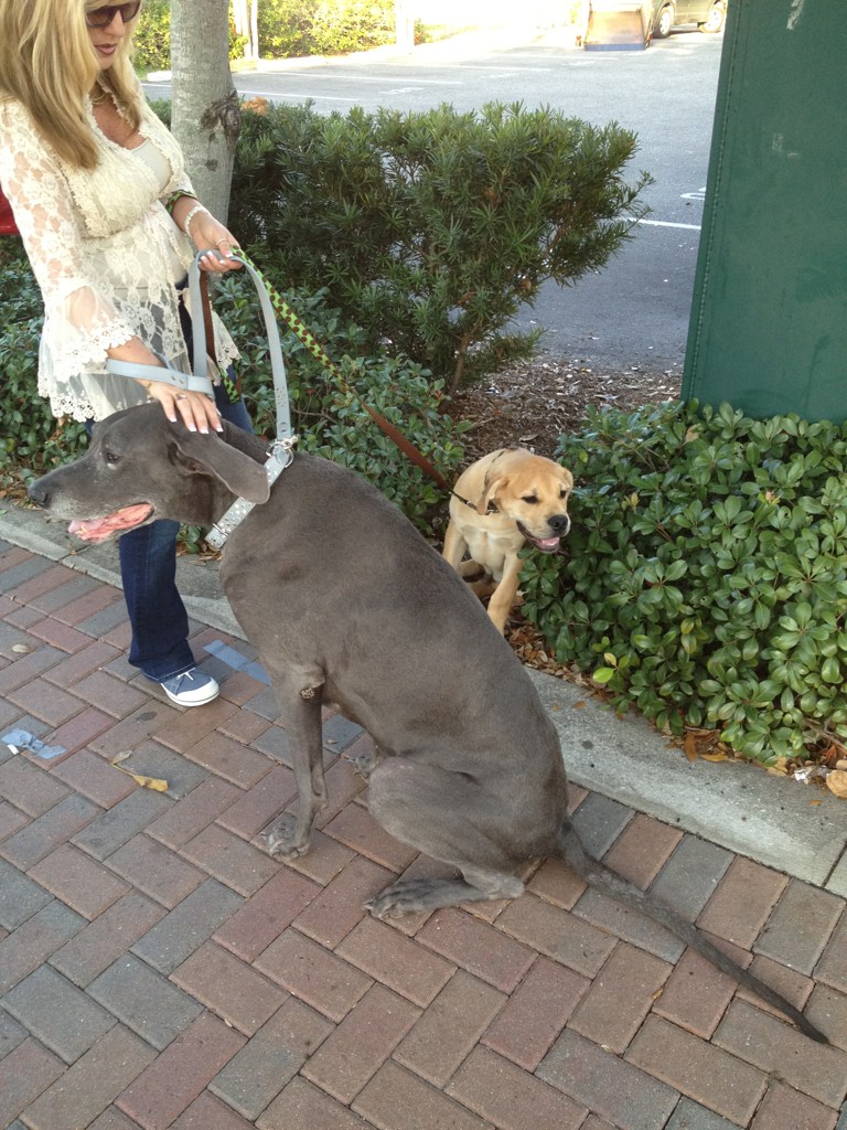 doggies