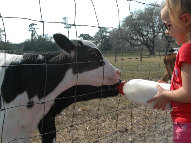 dakin dairy