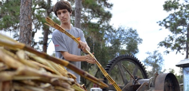 sugarcane harvest feat