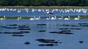 Deep Hole gators and pelicans
