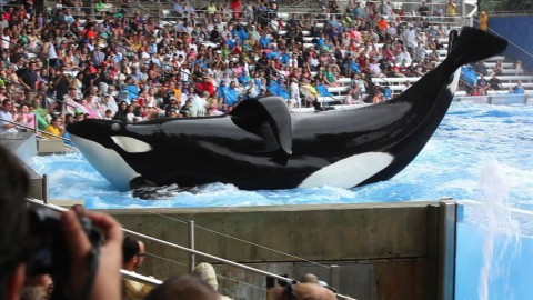 SFF BLACKFISH