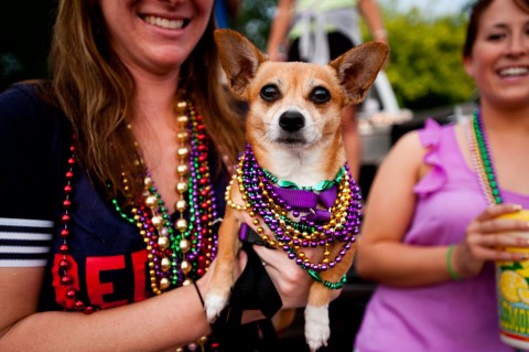 Desoto_Beads_Dog