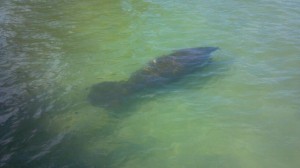 Manatee_Rod&Reel