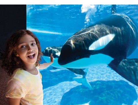 SEAWORLD PARKS & ENTERTAINMENT AGREEMENT