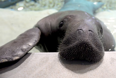 Snooty_2012