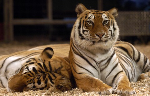 SBigCat14g.jpg