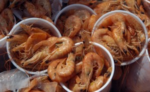 Shrimp